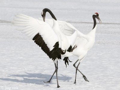 Red-crowned Crane - Japanse Kraanvogel - Grus japonensis