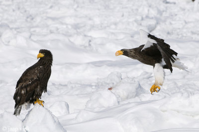 Steller's Sea-Eagle - Stellers Zeearend - Haliaeetus pelagicus