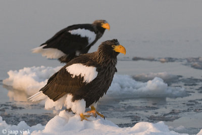 Steller's Sea-Eagle - Stellers Zeearend - Haliaeetus pelagicus