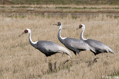 White-naped Crane - Witnekkraanvogel - Grus vipio