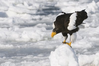 Stellers Sea-Eagle - Stellers Zeearend - Haliaeetus pelagicus