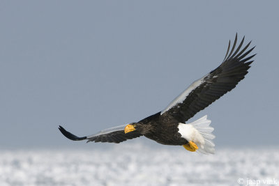 Stellers Sea-Eagle - Stellers Zeearend - Haliaeetus pelagicus