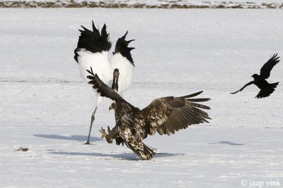 Red-crowned Crane - Japanse Kraanvogel - Grus japonensis