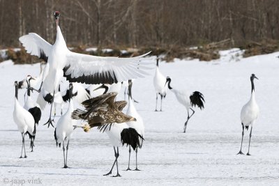 Red-crowned Crane - Japanse Kraanvogel - Grus japonensis