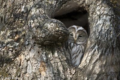 Ural Owl - Oeraluil - Strix uralensis