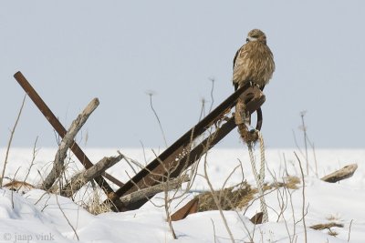 Black-eared Kite - Oostelijke Zwarte Wouw - Milvus lineatus