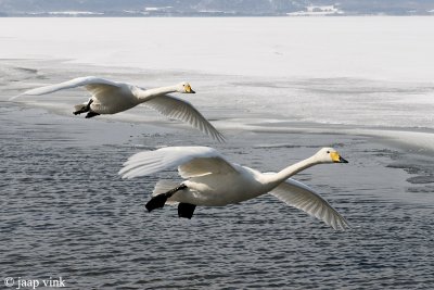 Whooper Swan - Wilde Zwaan - Cygnus cygnus