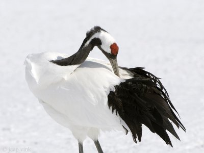 Red-crowned Crane - Japanse Kraanvogel - Grus japonensis