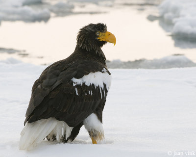 Steller's Sea-Eagle - Stellers Zeearend - Haliaeetus pelagicus