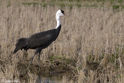 Hooded Crane - Monnikskraanvogel - Grus monacha