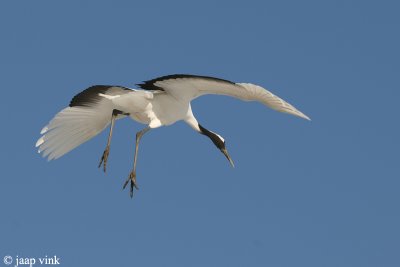 Red-crowned Crane - Japanse Kraanvogel - Grus japonensis