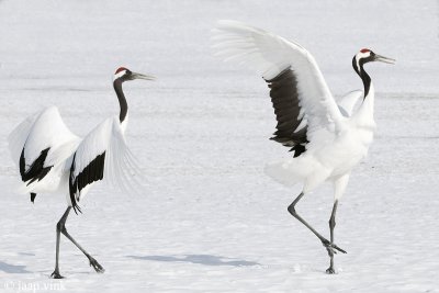 Red-crowned Crane - Japanse Kraanvogel - Grus japonensis