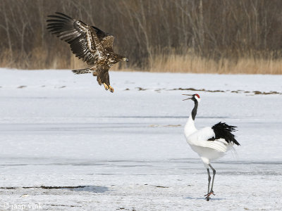 Red-crowned Crane - Japanse Kraanvogel - Grus japonensis