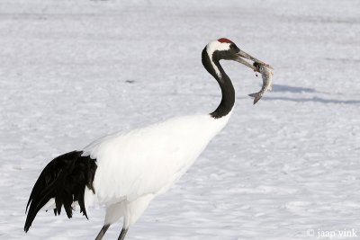 Red-crowned Crane - Japanse Kraanvogel - Grus japonensis