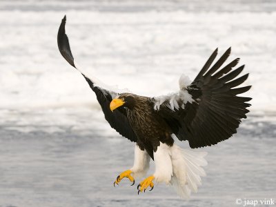 Steller's Sea-Eagle - Stellers Zeearend - Haliaeetus pelagicus