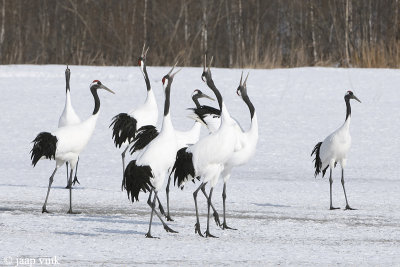 Red-crowned Crane - Japanse Kraanvogel - Grus japonensis