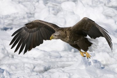 White-tailed Eagle - Zeearend - Haliaeetus albicilla