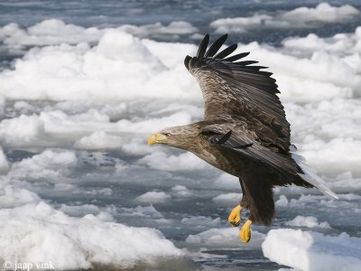 White-tailed Eagle - Zeearend - Haliaeetus albicilla