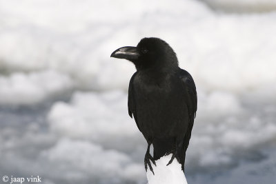 Jungle Crow - Dikbekkraai - Corvus macrorhynchos