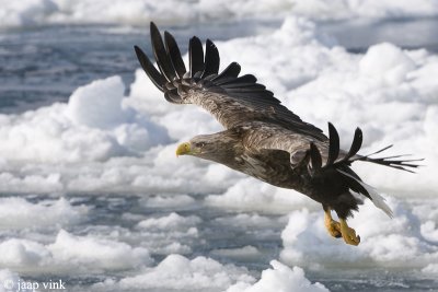 White-tailed Eagle - Zeearend - Haliaeetus albicilla