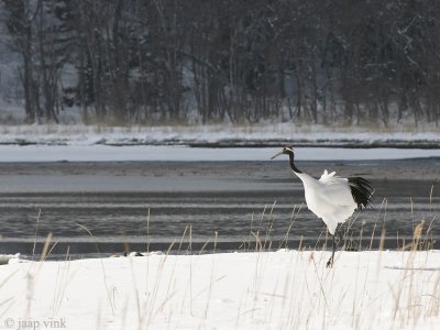 Red-crowned Crane - Japanse Kraanvogel - Grus japonensis