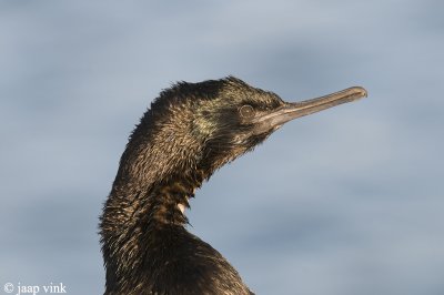 Pelagic Cormorant - Pelagische Aalscholver - Phalacrocorax pelagicus