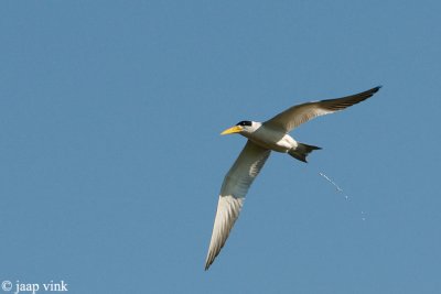 Large-billed Tern - Grootsnavelstern - Phaetusa simplex