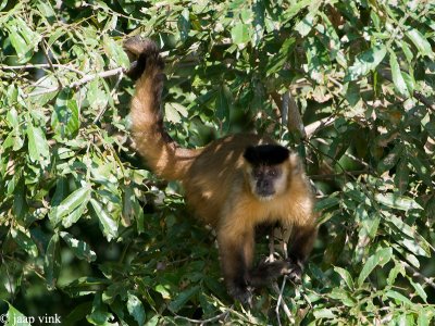 Brown Capuchin Monkey - Bruine Kapucijnaap - Cebus apella