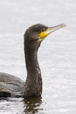 Cormorant - Aalscholver - Phalacrocorax carbo