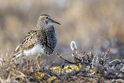 Pectoral Sandpiper - Gestreepte Strandloper - Calidris melanotos