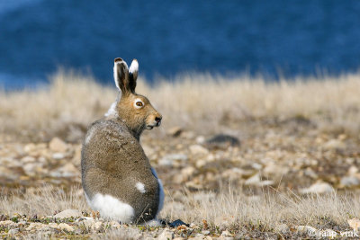 Arctic Hare - Poolhaas - Lepus arcticus