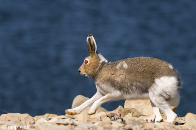 Arctic Hare - Poolhaas - Lepus arcticus