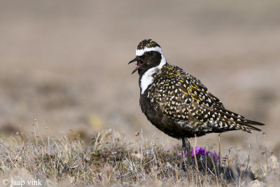 American Golden Plover - Amerikaanse Goudplevier - Pluvialis dominica