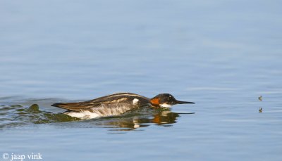 Red-necked Phalarope - Grauwe Franjepoot - Phalaropus lobatus