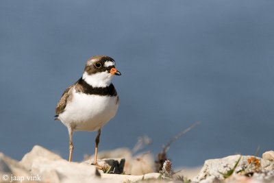 Semipalmated Plover - Amerikaanse Bontbekplevier - Charadrius semipalmatus