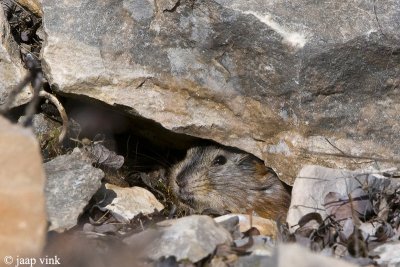 Brown Lemming - Bruine Lemming - Lemmus trimucronatus