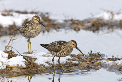 Stilt Sandpiper - Steltstrandloper - Calidris himantopus