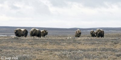 Muskox - Muskusos - Ovibos moschatus