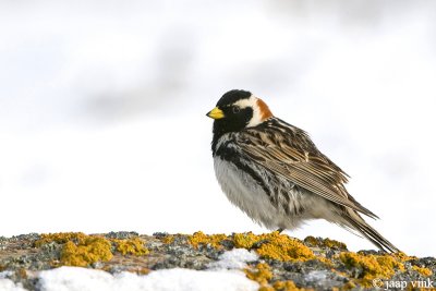 Lapland Bunting - IJsgors - Calcarius lapponicus