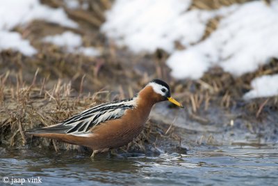 Grey Phalarope - Rosse Franjepoot - Phalaropus fulicarius