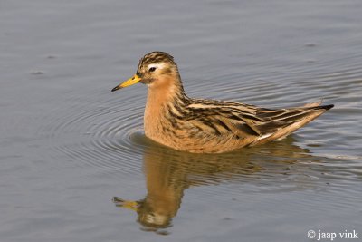 Grey Phalarope - Rosse Franjepoot - Phalaropus fulicarius