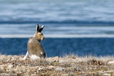 Arctic Hare - Poolhaas - Lepus arcticus