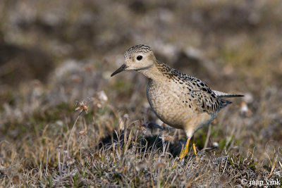 Buff-breasted Sandpiper - Blonde Ruiter - Tryngites subruficollis