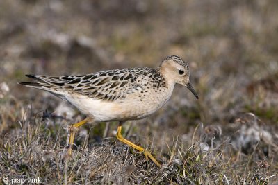 Buff-breasted Sandpiper - Blonde Ruiter - Tryngites subruficollis