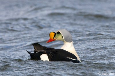 King Eider - Koningseider - Somateria spectabilis