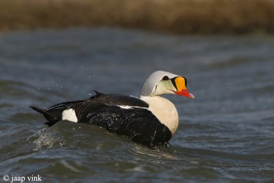 King Eider - Koningseider - Somateria spectabilis