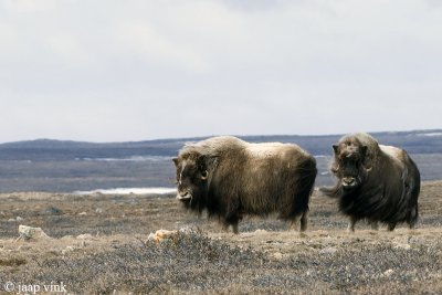 Muskox - Muskusos - Ovibos moschatus