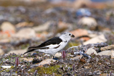 Snow Bunting - Sneeuwgors - Plectrophenax nivalis