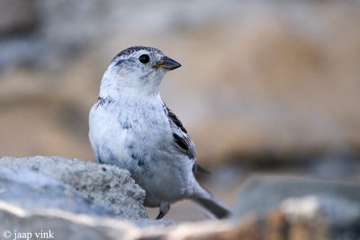 Snow Bunting - Sneeuwgors - Plectrophenax nivalis