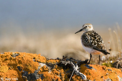 Baird's Sandpiper - Bairds Strandloper - Calidris bairdii